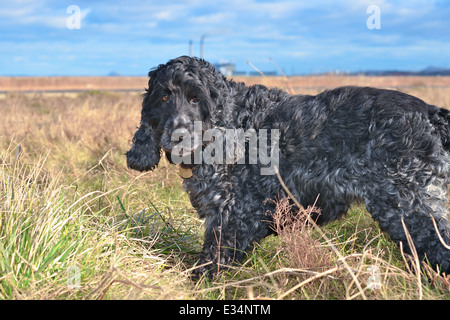 Un cocker anglais dans les hautes herbes à la recherche de l'appareil photo. Il y a le ciel bleu en arrière-plan. Banque D'Images