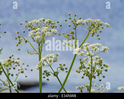 Anthriscus sylvestris, connu sous le nom de cow parsley fleurs sur un fond bleu Banque D'Images