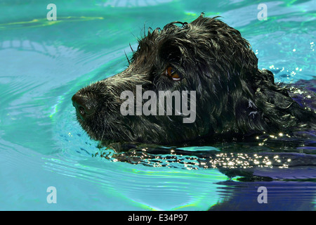 Un chien de natation. Un Cocker Anglais palettes dans la piscine sur une journée d'été. Banque D'Images