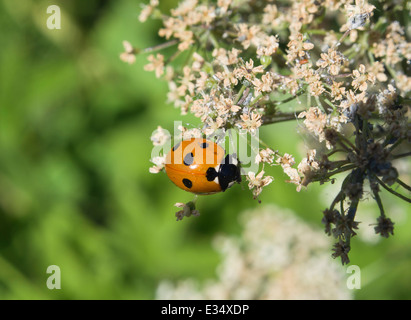 Coccinelle sur les fleurs coexiste avec les cochenilles et les pucerons Banque D'Images