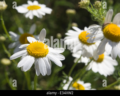 Tripleurospermum inodorum, Close up de capitules de fleurs sauvages, la camomille sauvage, Banque D'Images