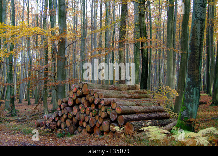 Base de bois dans la forêt de l'île Rügen Allemagne Mecklembourg-Poméranie-Occidentale Banque D'Images