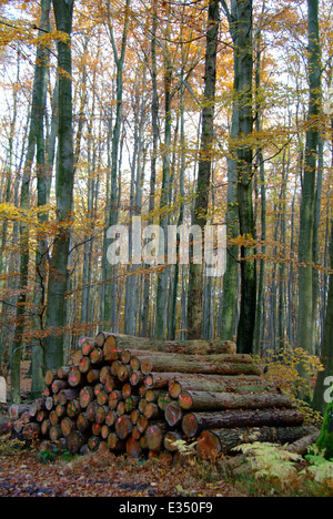 Base de bois dans la forêt de l'île Rügen Allemagne Mecklembourg-Poméranie-Occidentale Banque D'Images