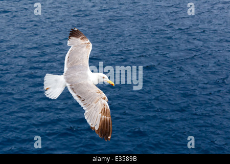 Mouette voler contre le bleu de la mer en arrière-plan Banque D'Images