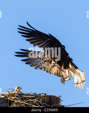 Osprey landing sur son nid, Pandion haliaetus, Sea Hawk, les poissons de la rivière Eagle, hawk, poisson faucon, raptor, Chaffee Comté, Colorado, USA Banque D'Images