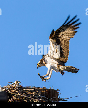 Osprey landing sur son nid, Pandion haliaetus, Sea Hawk, les poissons de la rivière Eagle, hawk, poisson faucon, raptor, Chaffee Comté, Colorado, USA Banque D'Images