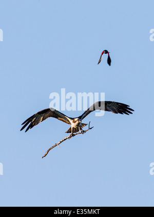 Mâle, rouge-noir ailé & oiseaux Balbuzard pêcheur en vol, transportant stick pour nid, Pandion haliaetus, Sea Hawk, poissons, rivière eagle hawk Banque D'Images