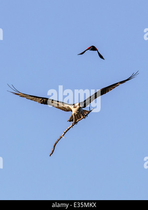 Mâle, rouge-noir ailé & oiseaux Balbuzard pêcheur en vol, transportant stick pour nid, Pandion haliaetus, Sea Hawk, poissons, rivière eagle hawk Banque D'Images