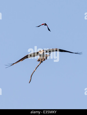 Mâle, rouge-noir ailé & oiseaux Balbuzard pêcheur en vol, transportant stick pour nid, Pandion haliaetus, Sea Hawk, poissons, rivière eagle hawk Banque D'Images