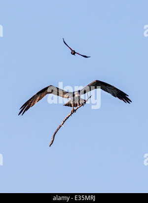 Mâle, rouge-noir ailé & oiseaux Balbuzard pêcheur en vol, transportant stick pour nid, Pandion haliaetus, Sea Hawk, poissons, rivière eagle hawk Banque D'Images