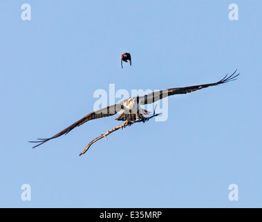 Mâle, rouge-noir ailé & oiseaux Balbuzard pêcheur en vol, transportant stick pour nid, Pandion haliaetus, Sea Hawk, poissons, rivière eagle hawk Banque D'Images