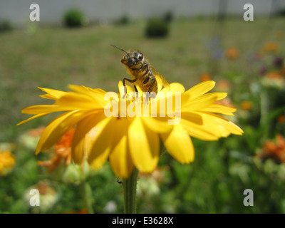Abeille sur la fleur (Marigold) Banque D'Images