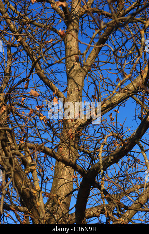 Noyer à l'automne, sur fond bleu. Banque D'Images