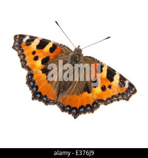 Studio shot of le petit papillon écaille (Aglais urticae), une fois qu'un papillon très commun en Grande-Bretagne, mais aujourd'hui menacée. Banque D'Images