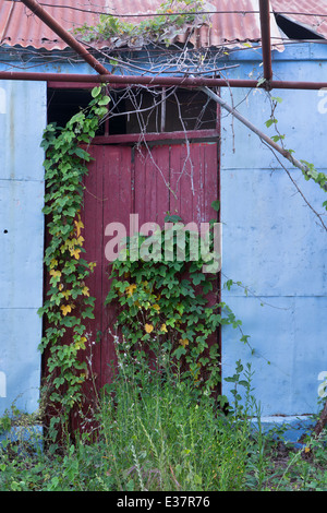 Un vieux blue metal hangar avec un toit ondulé et porte en bois rouge à Katelios est couvert par un réducteur. Banque D'Images