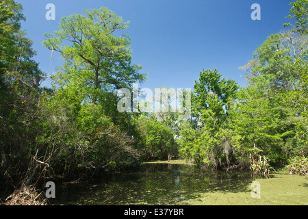 Corkscrew swamp, montrant étang et arbres, Florida, USA Banque D'Images