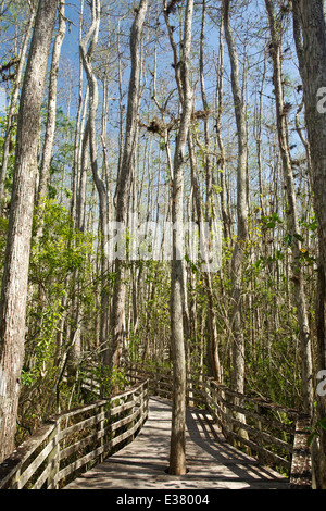 Corkscrew swamp nature reserve, montrant boardwalk et arbres, Florida, USA Banque D'Images