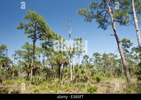 Corkscrew swamp nature reserve, montrant paysage avec des arbres, Florida, USA Banque D'Images