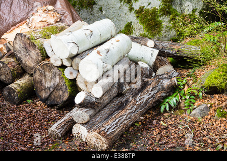 Bois de chauffage empilé pour utilisation ultérieure. Banque D'Images