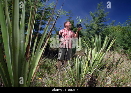 Terry Knight avec certains de ses plantes cultivées dans l'agave bleu Golden Bay, Nouvelle-Zélande, pour produire une tequila-comme esprit, Te kiwi Banque D'Images