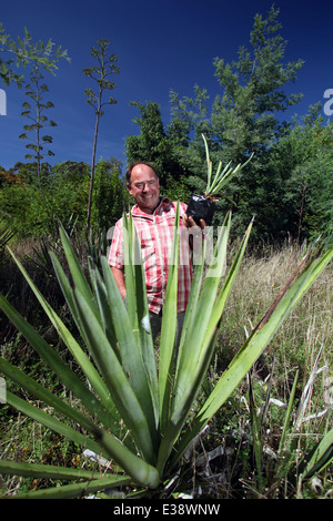 Terry Knight avec certains de ses plantes cultivées dans l'agave bleu Golden Bay, Nouvelle-Zélande, pour produire une tequila-comme esprit, Te kiwi Banque D'Images