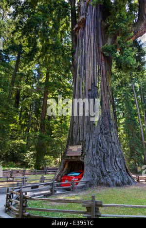 Séquoia géant. Voiture roulant à travers le lustre Drive-thru Tree in Leggett, California redwoods, le nord de la Californie, USA Banque D'Images