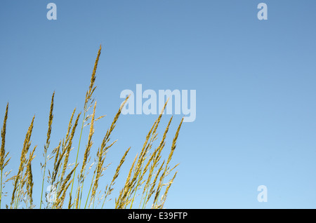 Botte de paille de l'herbe à clear blue sky Banque D'Images