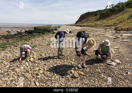 Les chasseurs de fossiles à la courbure vers le bas entre les rochers et de l'Éocène à Pierre Point, Directeur de l'île de Sheppey, Kent, Angleterre Banque D'Images