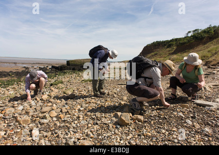 Les chasseurs de fossiles à la courbure vers le bas entre les rochers et de l'Éocène à Pierre Point, Directeur de l'île de Sheppey, Kent, Angleterre Banque D'Images