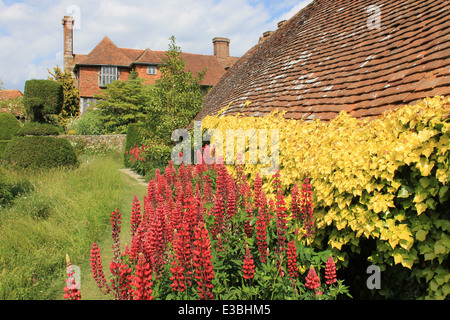 Lupins couleur rubis et golden ivy aux côtés de l'igloo, regardant vers la maison principale, dans la région de Great Dixter Garden, East Sussex, UK Banque D'Images