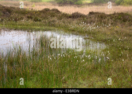 Petite piscine dans la région de dunes, la Réserve Naturelle Zwanenwater, Hollande du Nord, Pays-Bas Banque D'Images