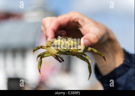 Un crabe capturé par un touriste en crabe au large de la jetée de Cromer. Banque D'Images