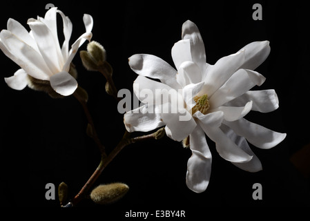 Stellarta Magnolia fleur sur fond noir. Banque D'Images