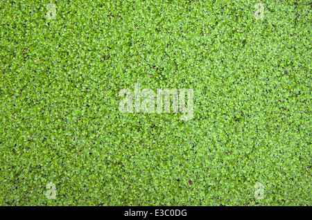 La nature de fond vert couvert de lentilles d'eau sur la surface de l'eau Banque D'Images