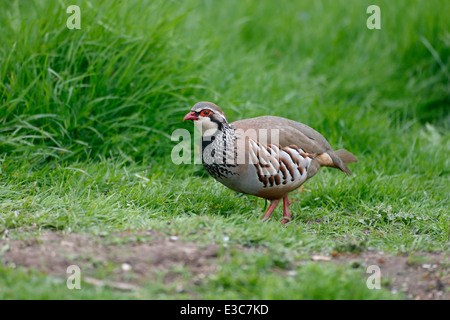 Red-legged partridge Alectoris rufa, seul oiseau sur l'herbe, dans le Warwickshire, Mai 2014 Banque D'Images