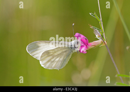 Papillon blanc bois Banque D'Images