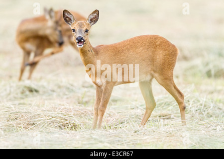 Un jeune espiègle re doe chews une tige tandis que son compagnon se toilette buck lui-même dans l'arrière-plan, Norfolk, Angleterre Banque D'Images