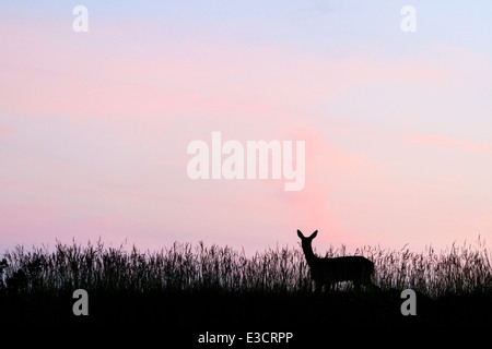 Un Roe doe silhouetté au coucher du soleil pendant l'été, Norfolk, Angleterre Banque D'Images