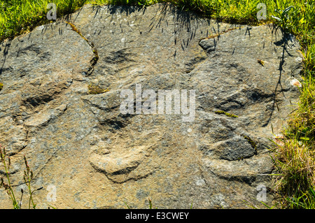 SURFACE D'un rocher avec des empreintes de pieds de dinosaures PRÈS DE LA CÔTE DE MORAY HOPEMAN SUR D'ÉCOSSE Banque D'Images