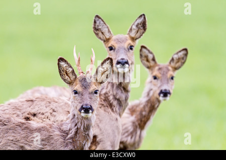 Un groupe familial de la mue chevreuils ensemble durant le printemps, Norfolk, Angleterre Banque D'Images
