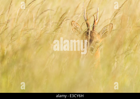 Roe buck se cacher dans les hautes herbes d'une prairie d'été Anglais traditionnel au coucher du soleil pendant le rut annuel du Cerf, Norfolk, Angleterre Banque D'Images