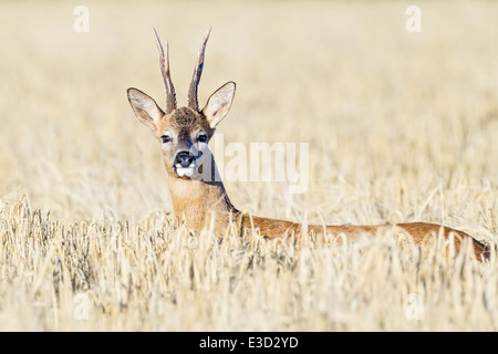 Roe buck alert tout en suivant un sentier d'un parfum féminin oestral au moyen d'un champ arable durant le rut, Norfolk, Angleterre Banque D'Images