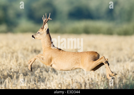 Un Roe buck montre une paire de guérit comme il saute dans les airs au-dessus du champ arable, Norfolk, Angleterre Banque D'Images