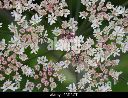 Injection de crose de punaises de Gripocoris Stysi mirid sur le Hogweed commun - Heracleum Sphondylium Banque D'Images