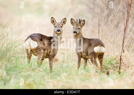 Un Roe doe et son compagnon alimentation buck dans un pâturage au printemps, Norfolk, Angleterre Banque D'Images