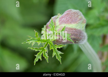 Grenaille de l'herbe à poux (heracleum sphondylium). Banque D'Images