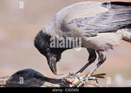 Hooded crow (Corvus cornix) adulte se nourrit de carcasses d'oiseaux, d'Hortobagy, Hongrie, Europe Banque D'Images