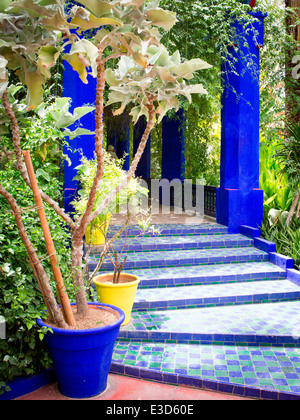 Les magnifiques jardins Majorelle restauré avec soin par Yves Saint-Laurent à Marrakech, Maroc, Afrique du Nord. Banque D'Images