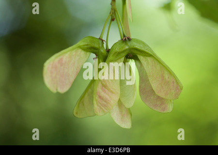 Sycomore (Acer pseudoplatanus) graines de l'arbre - la croissance et la maturation au soleil. Banque D'Images