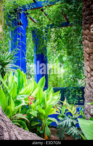 Les magnifiques jardins Majorelle restauré avec soin par Yves Saint-Laurent à Marrakech, Maroc, Afrique du Nord. Banque D'Images